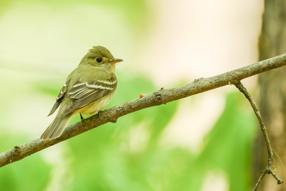 Acadian Flycatcher - ML574354861