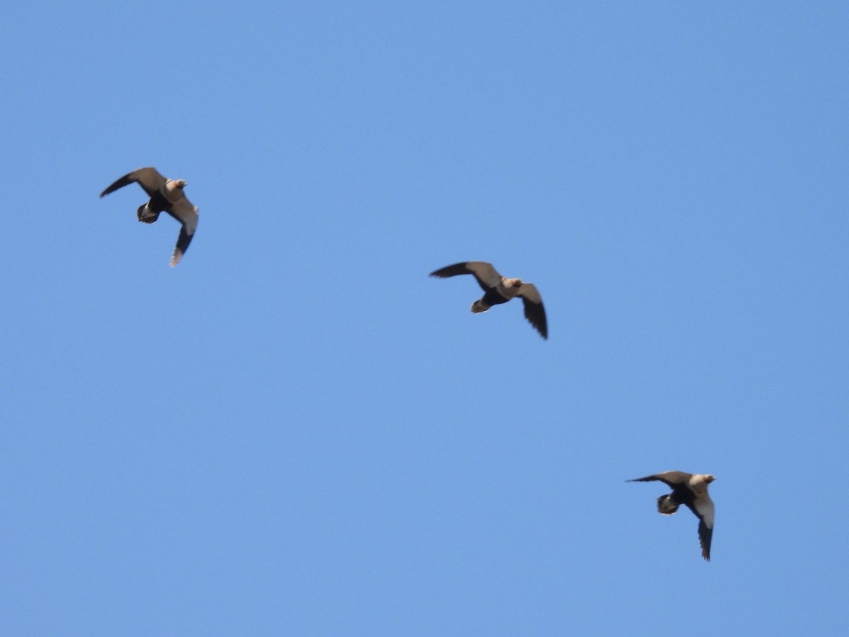 Black-bellied Sandgrouse - ML574355131