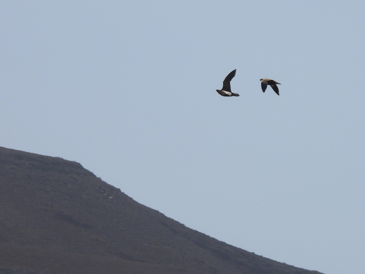 Black-bellied Sandgrouse - ML574355161