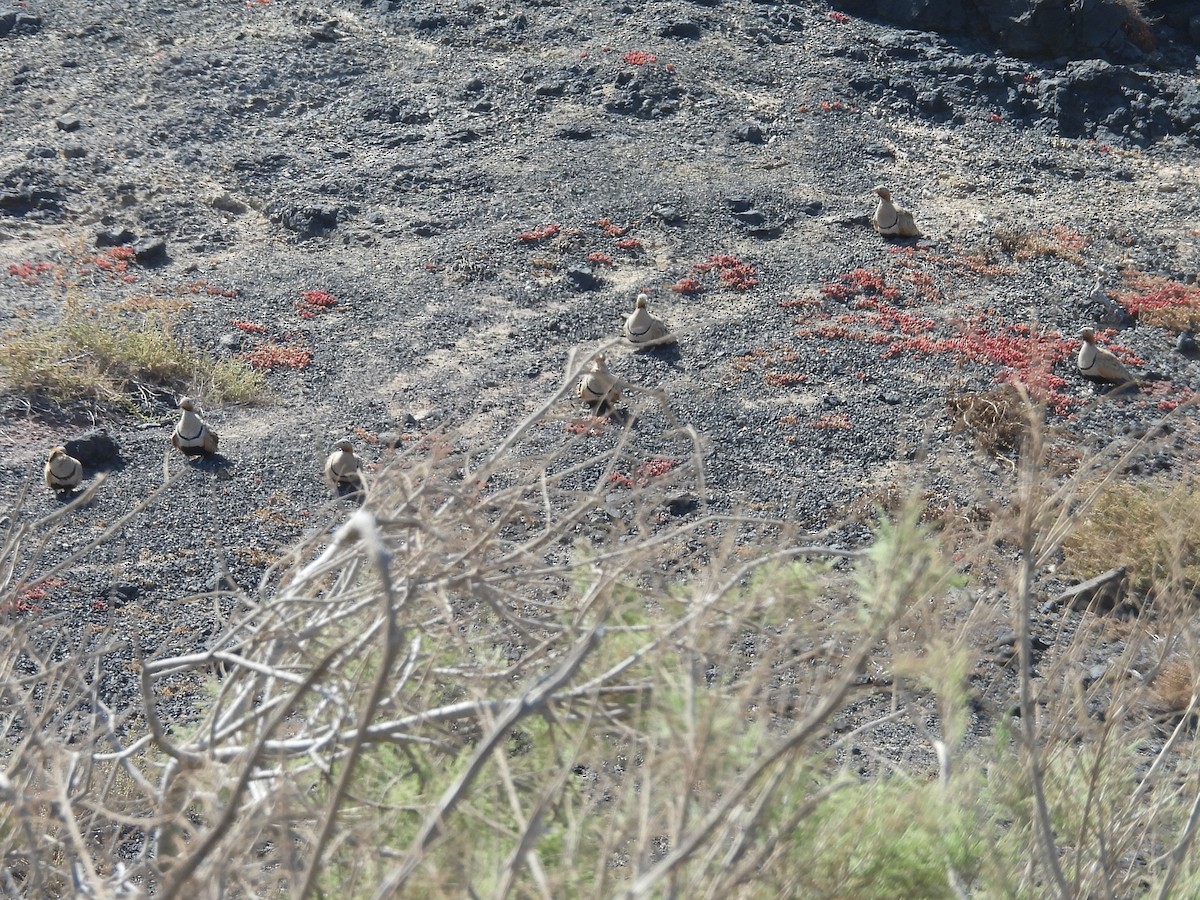 Black-bellied Sandgrouse - ML574355181