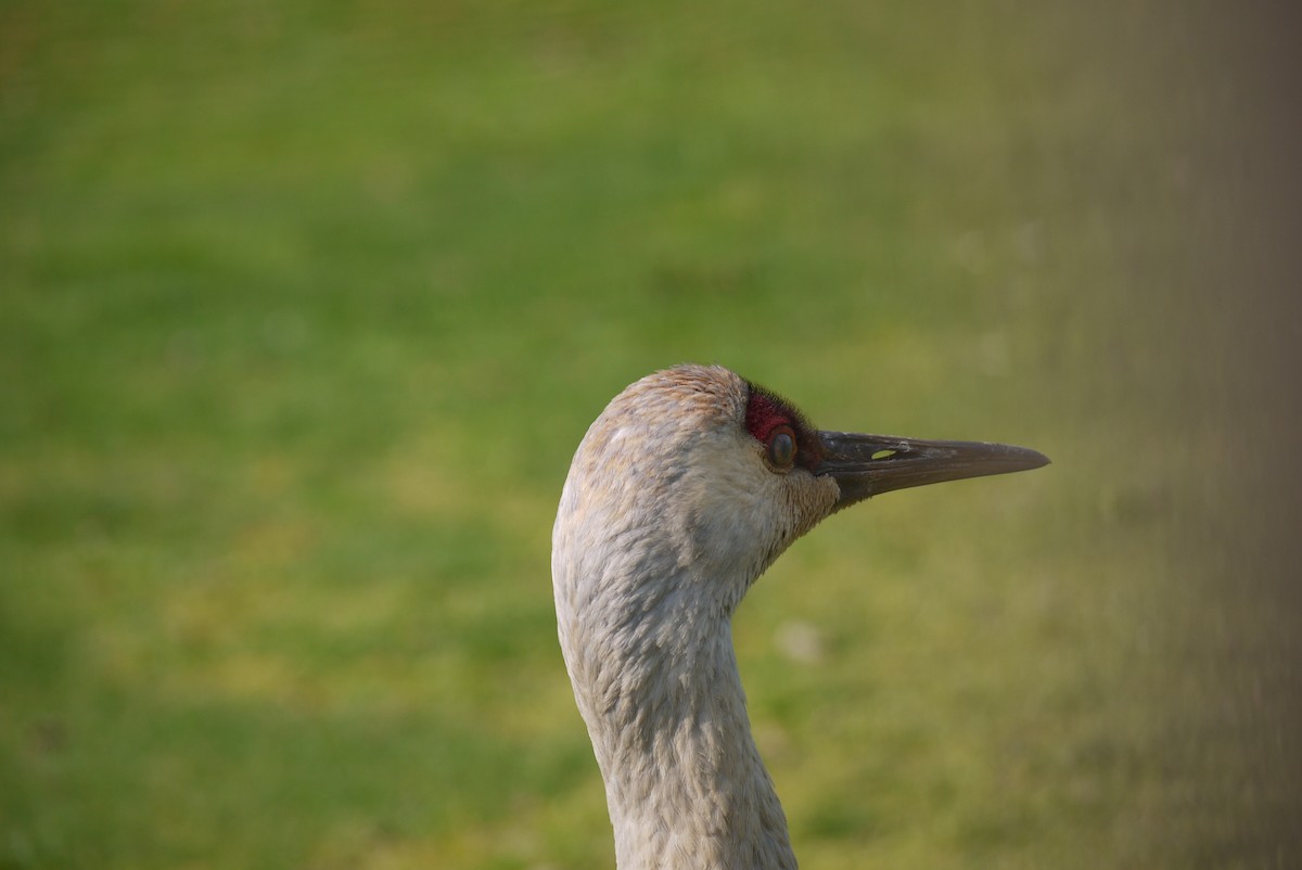 Grulla Canadiense - ML574357521