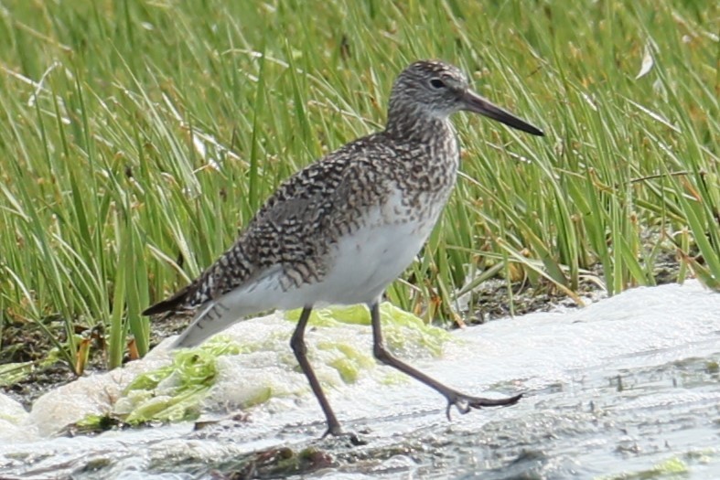 Willet - ML574357641