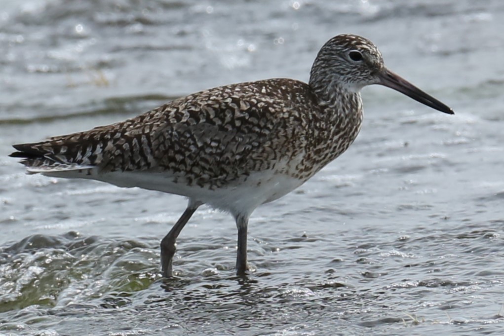 Willet - ML574357661