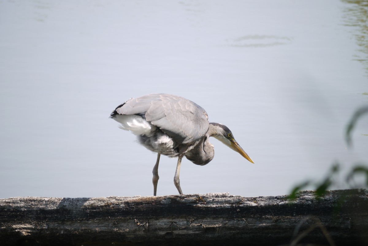 Garza Azulada - ML574357841