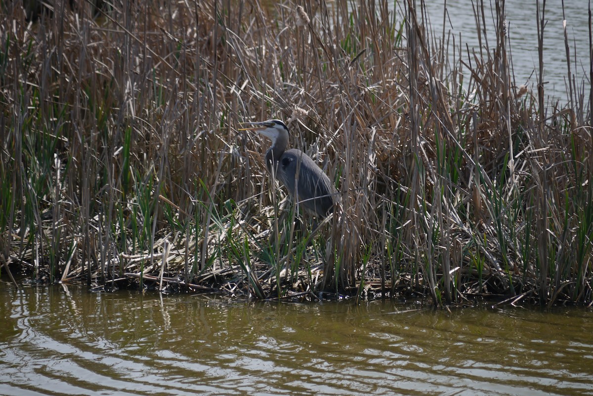 Garza Azulada - ML574357851