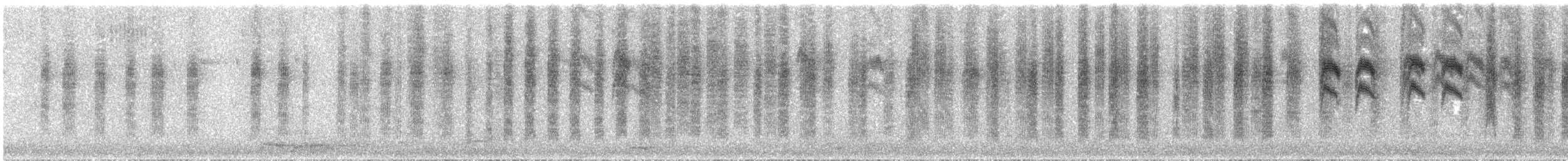 Roststirn-Dornschnabel - ML57435791