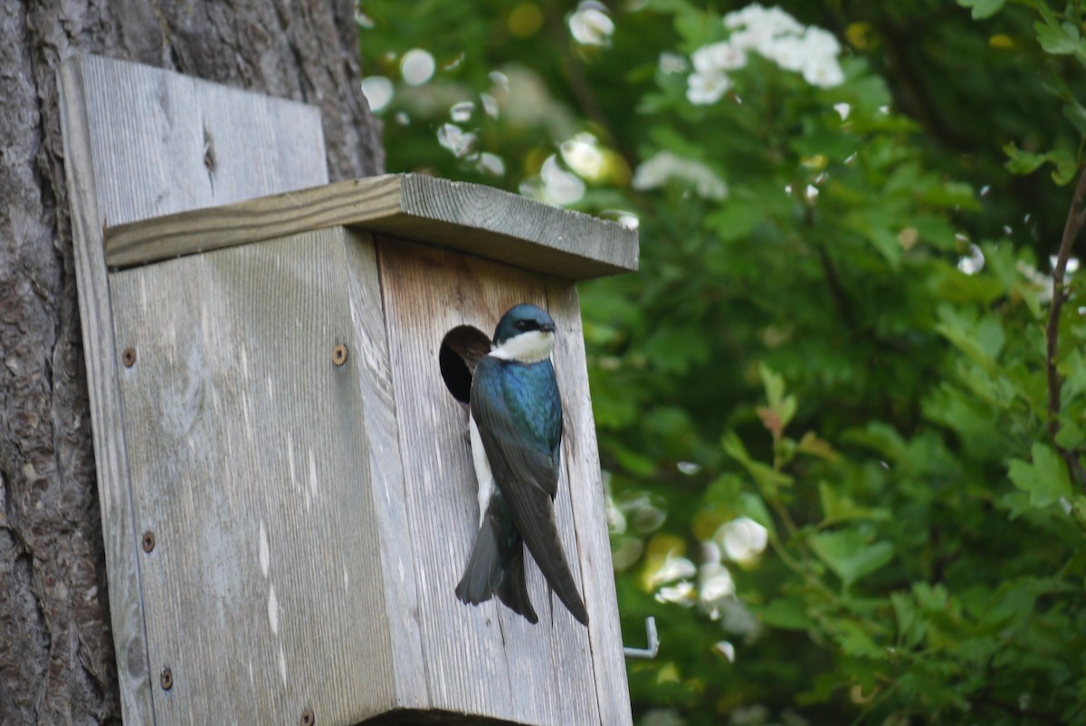 Golondrina Bicolor - ML574358081