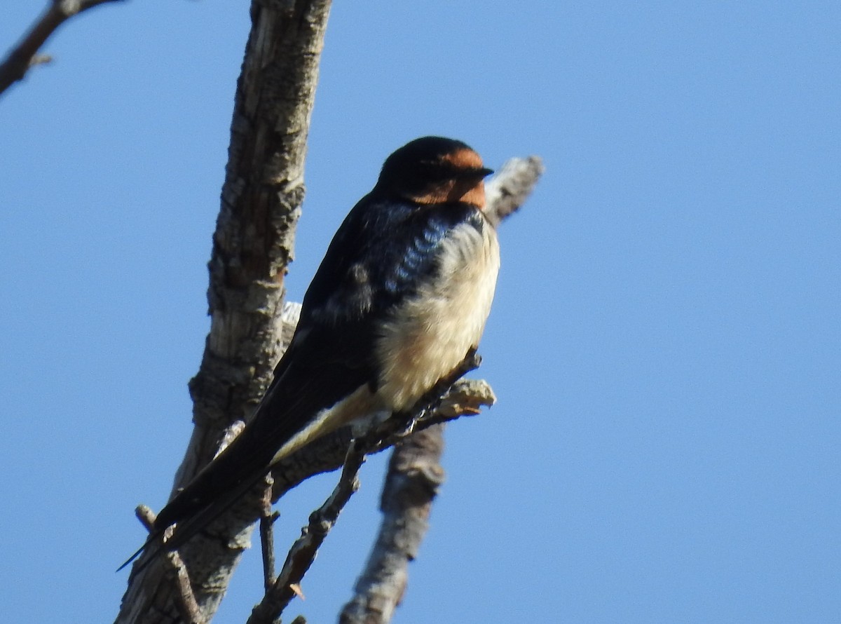 Barn Swallow - ML57435811