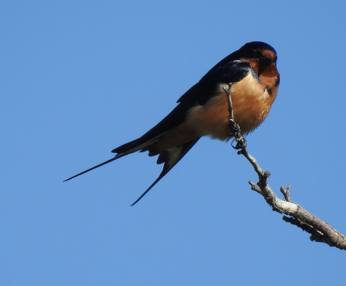 Barn Swallow - ML57435821