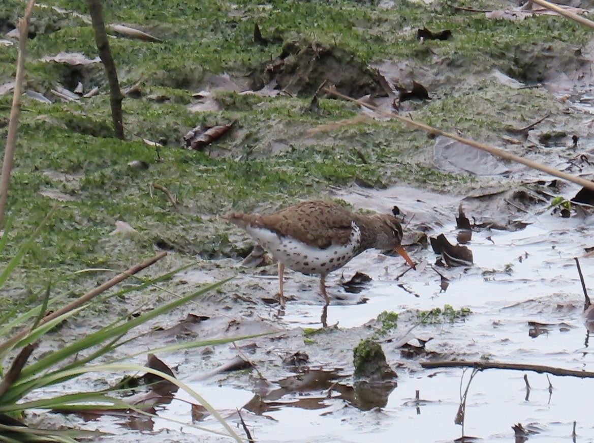 Spotted Sandpiper - ML574358641