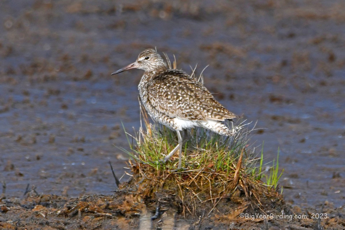 Willet - ML574358771