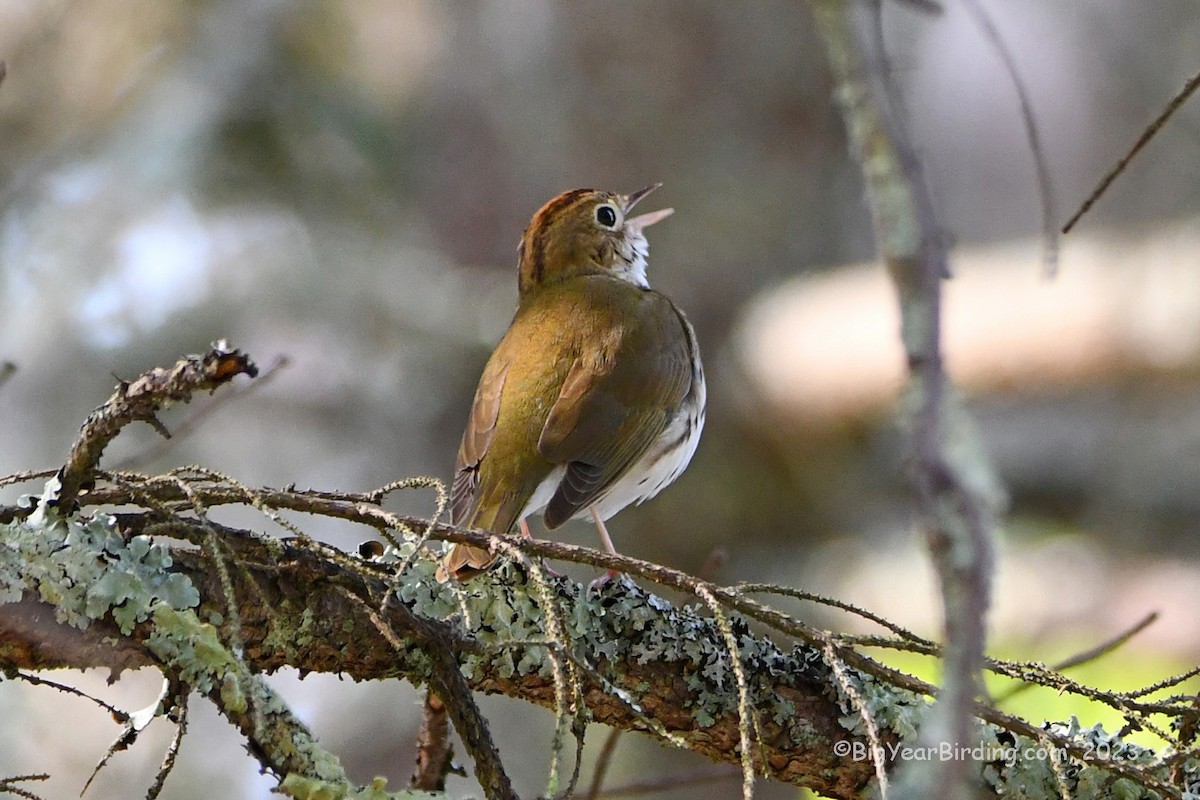 Ovenbird - ML574358821