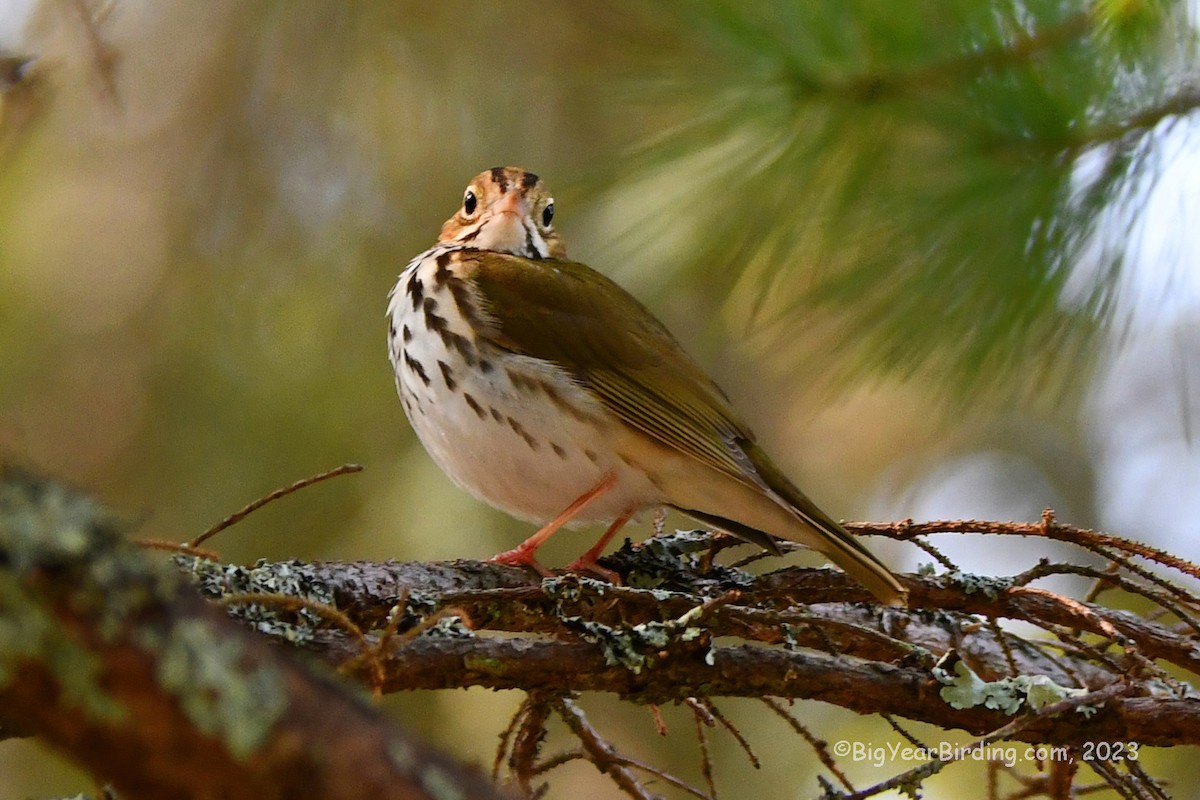 Paruline couronnée - ML574358831