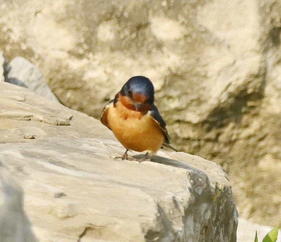 Barn Swallow - ML574358851