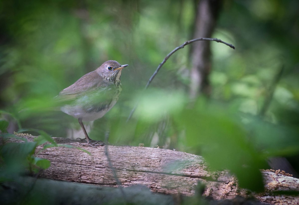 Gray-cheeked Thrush - ML574359121