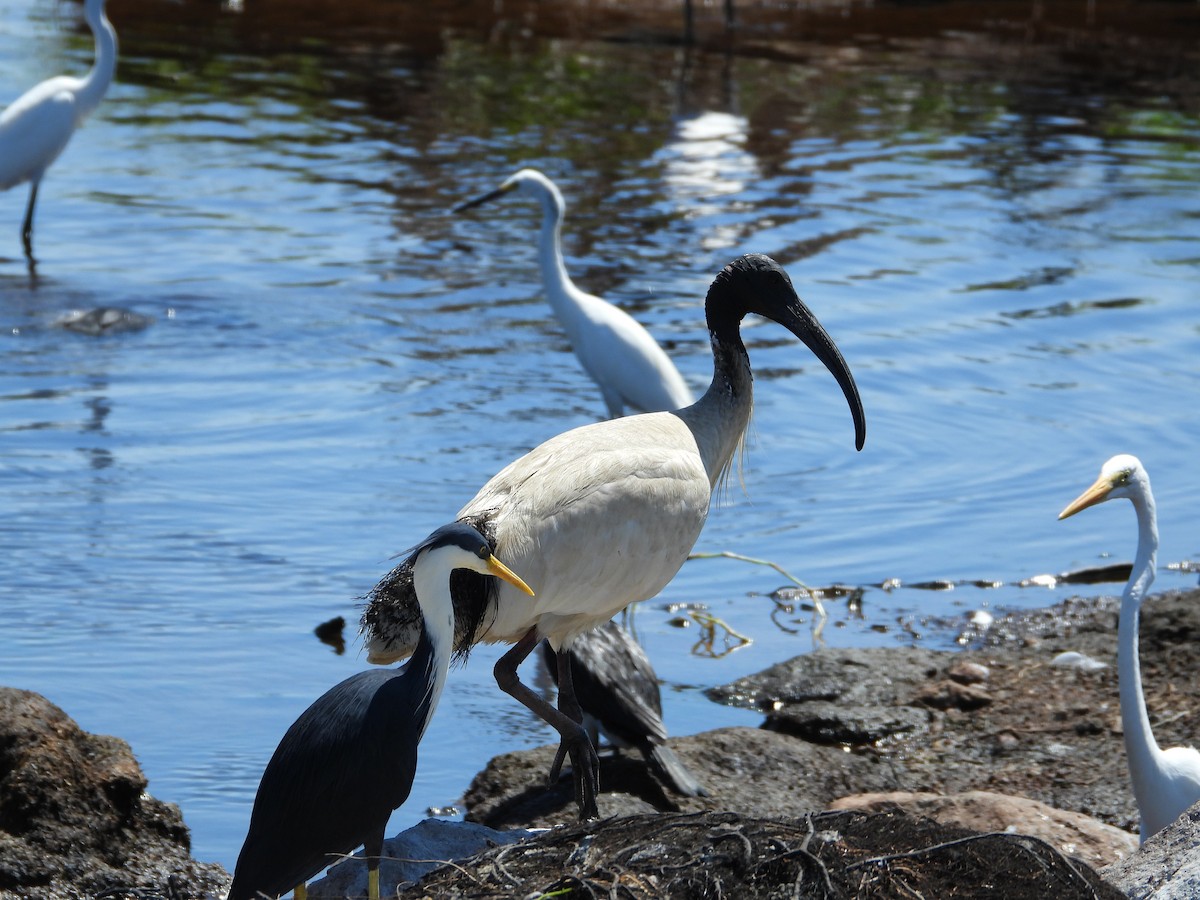 Ibis à cou noir - ML574359241