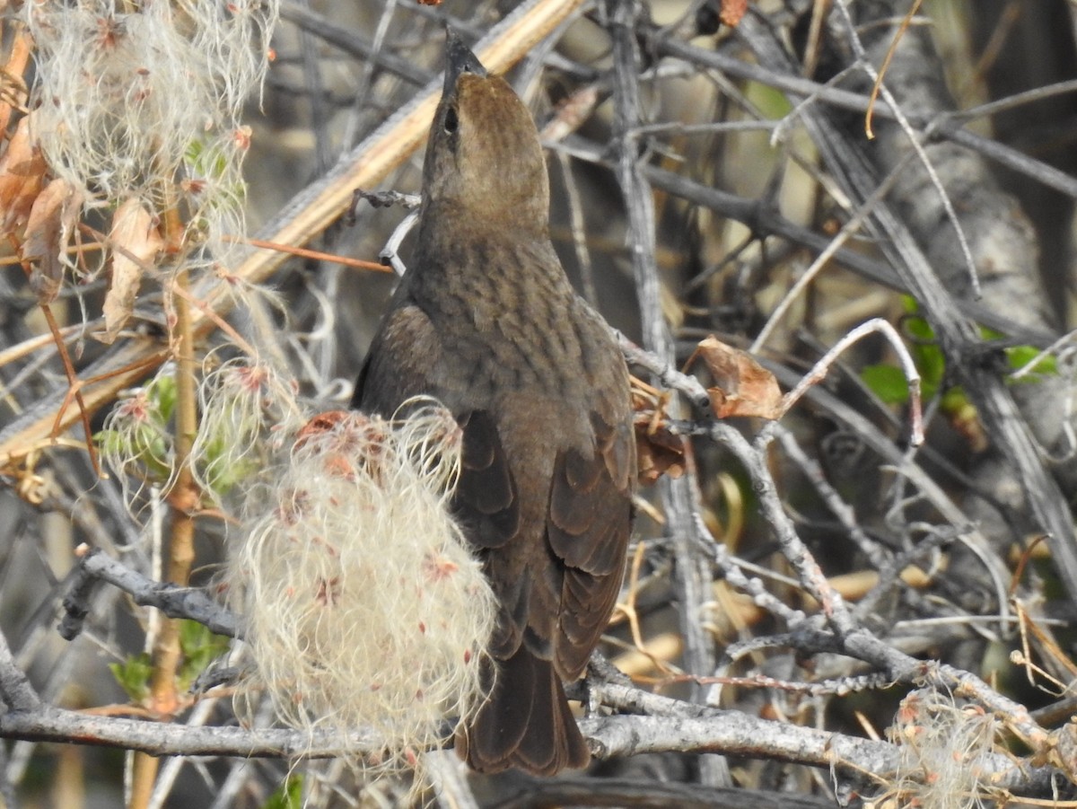 Brown-headed Cowbird - ML57435941