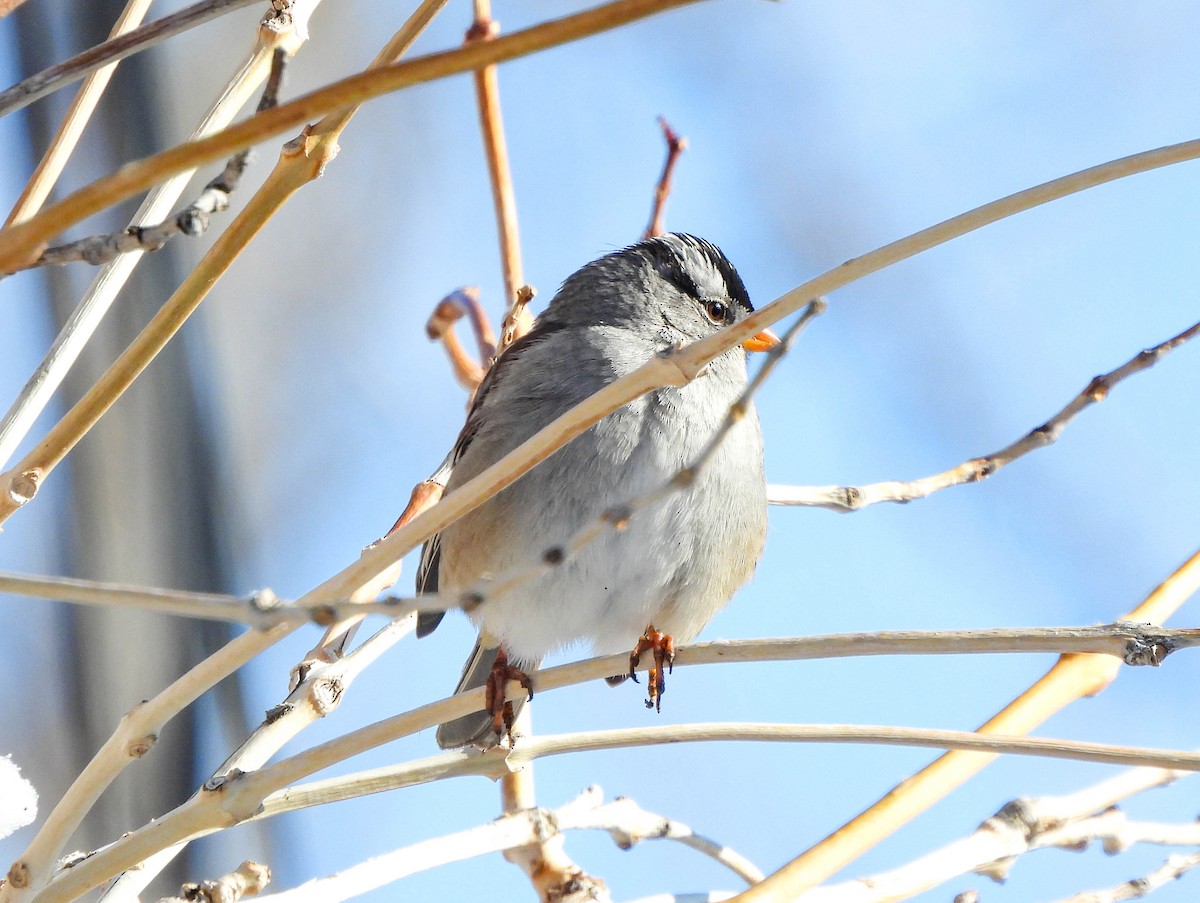 White-crowned Sparrow - Tamara Aho