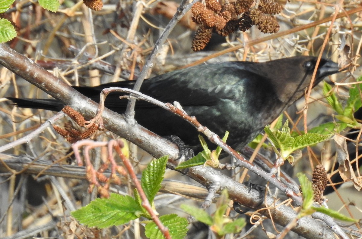 Brown-headed Cowbird - ML57435991