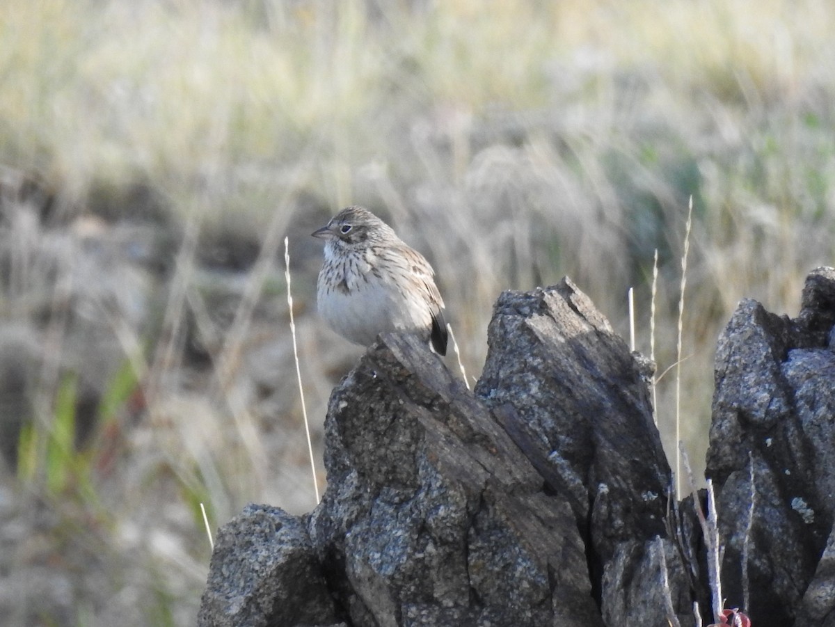 Vesper Sparrow - ML57436001