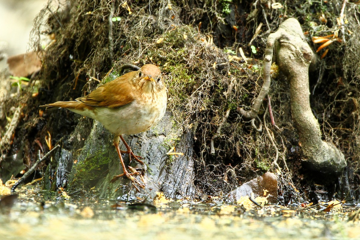 Veery - ML574361191