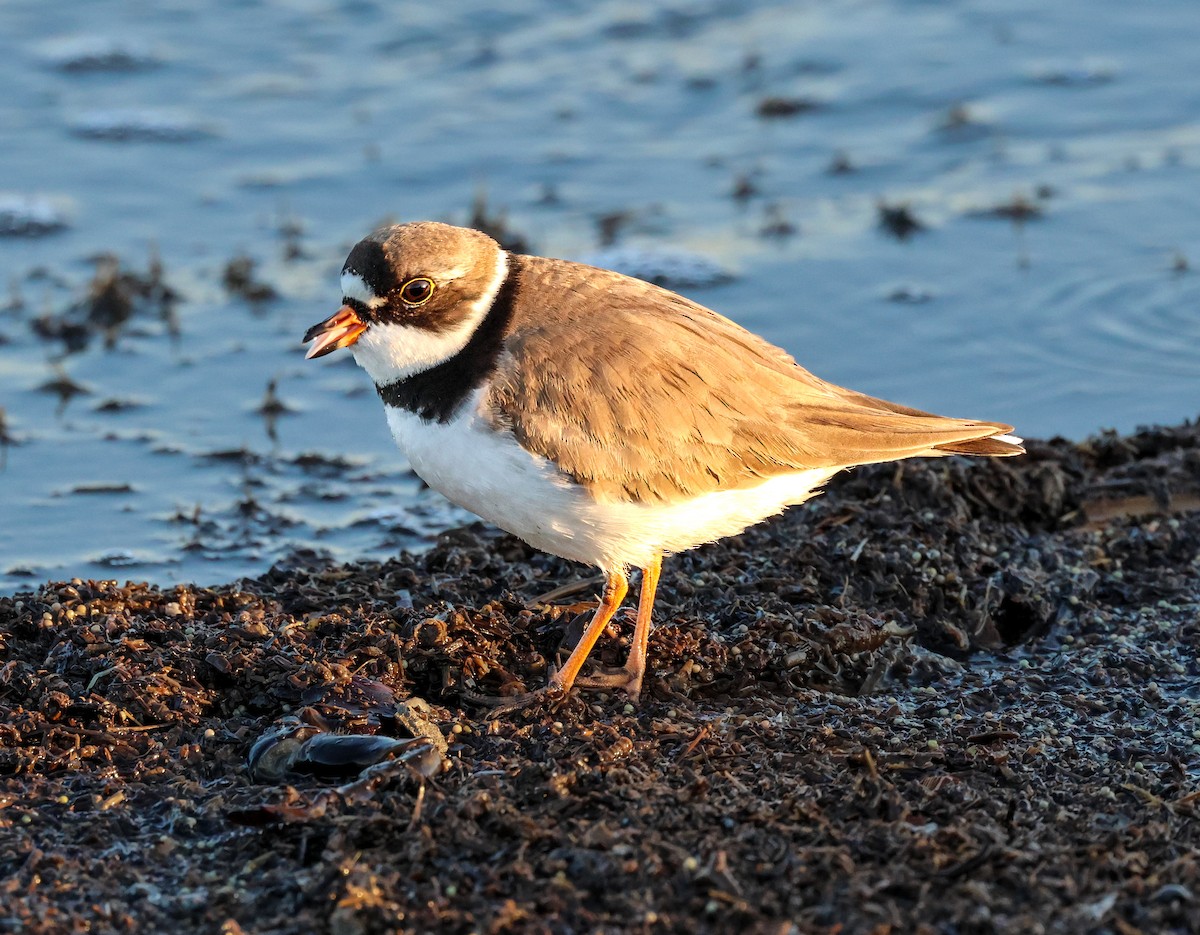 Semipalmated Plover - ML574361211