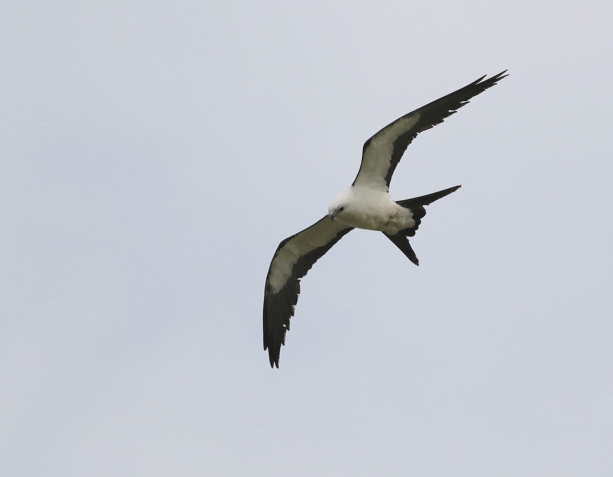 Swallow-tailed Kite - ML574361651