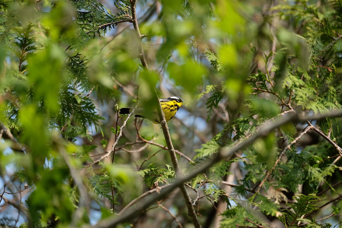 Magnolia Warbler - ML574361731