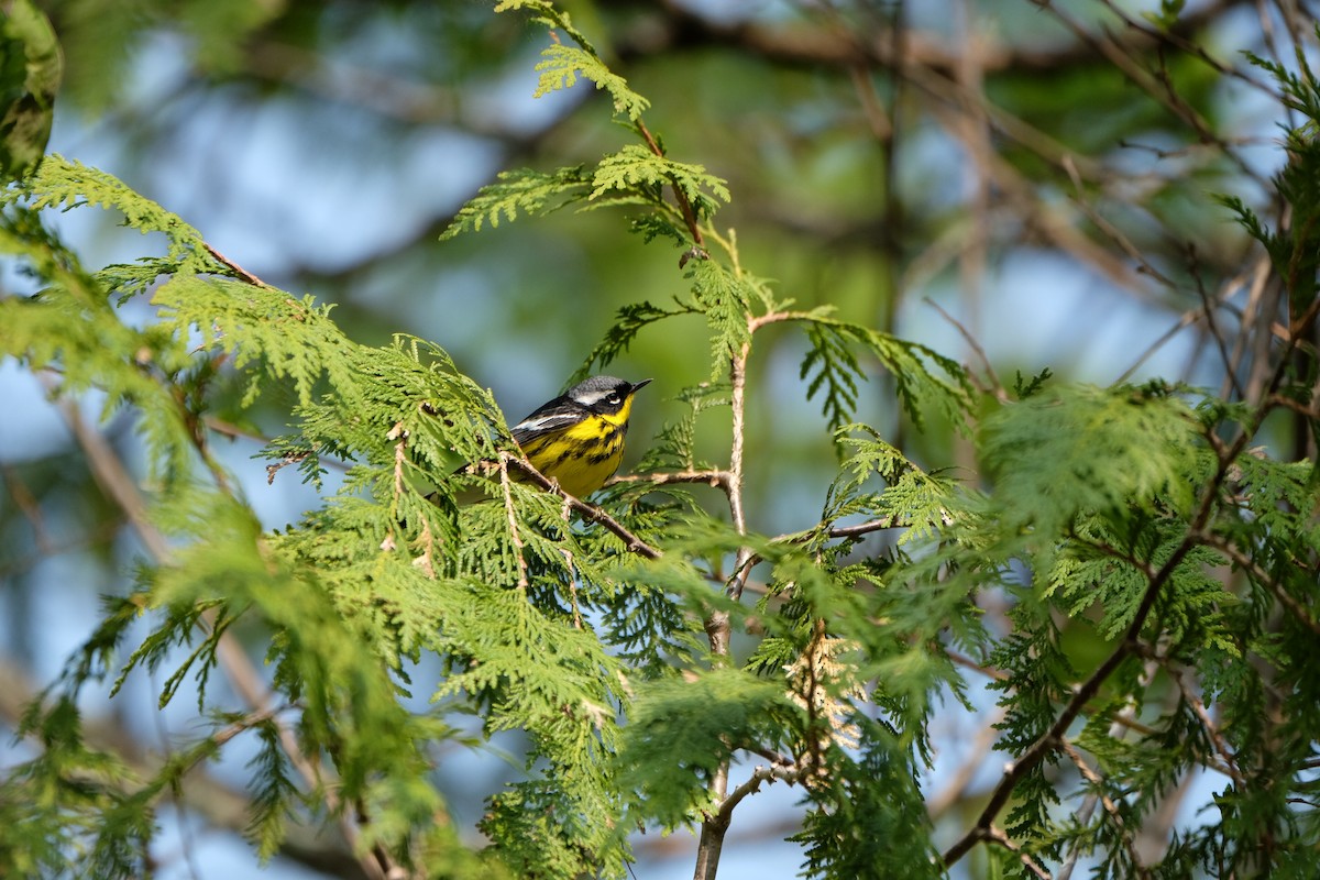 Magnolia Warbler - ML574361851