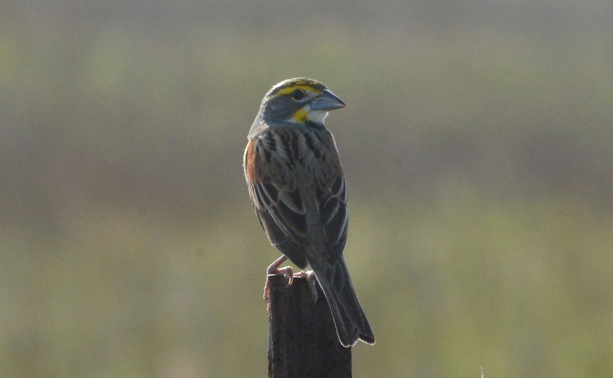 Dickcissel - Bill Telfair