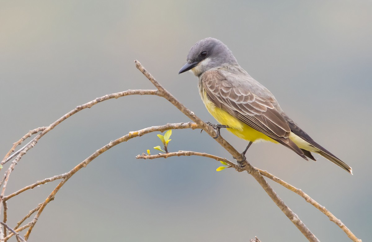 Cassin's Kingbird - ML574362231