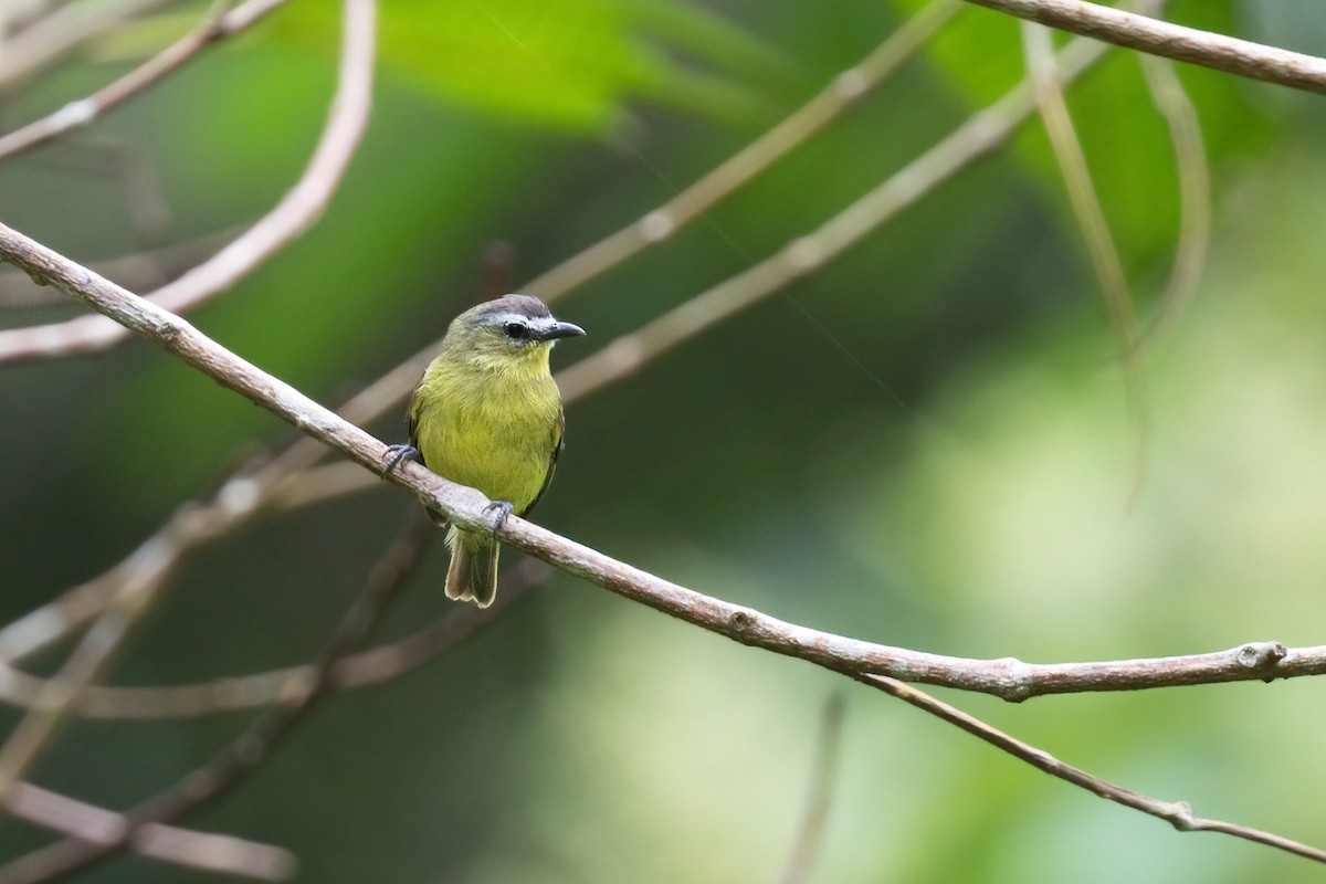 Brown-capped Tyrannulet - ML574363521