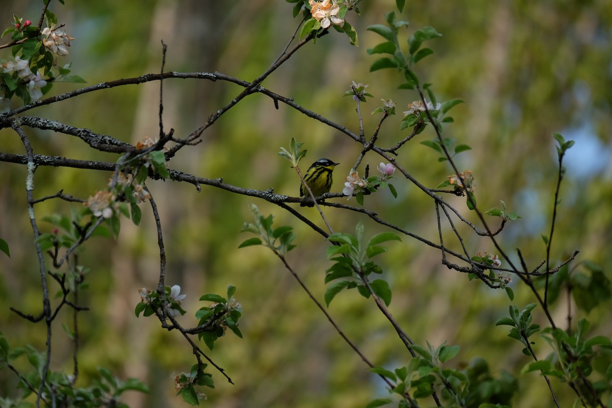 Magnolia Warbler - ML574363621