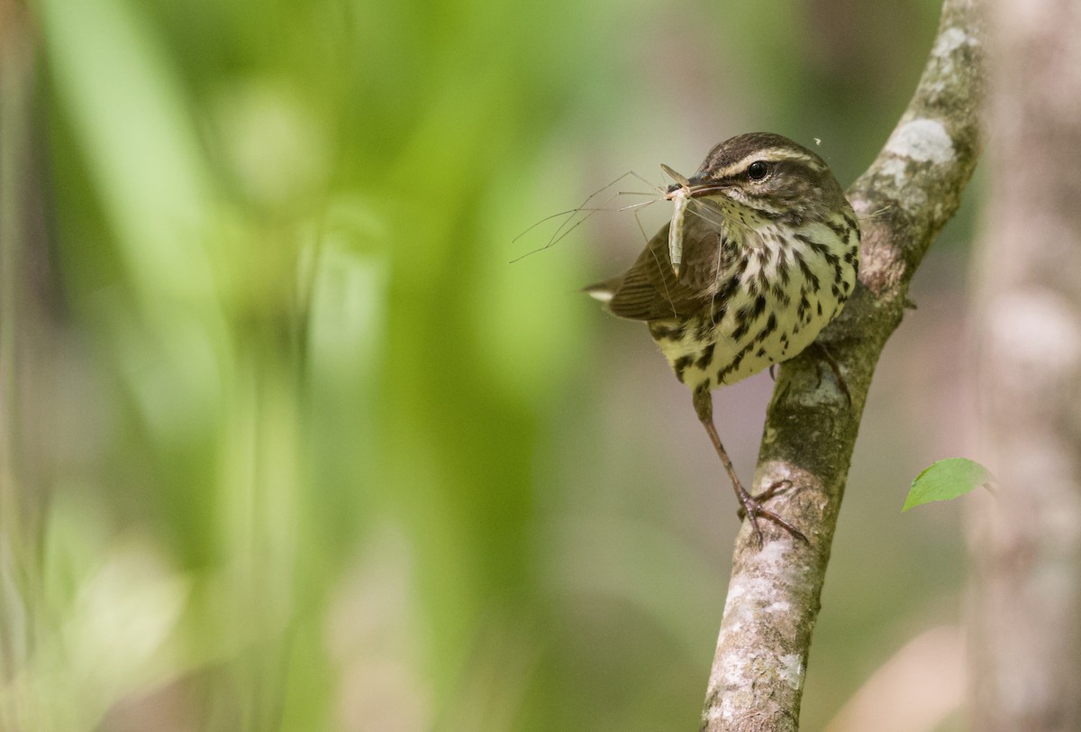 Northern Waterthrush - ML574363671