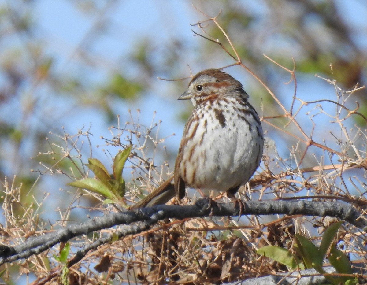 Song Sparrow - ML57436371