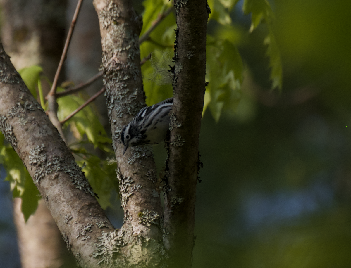 Black-and-white Warbler - ML574363801