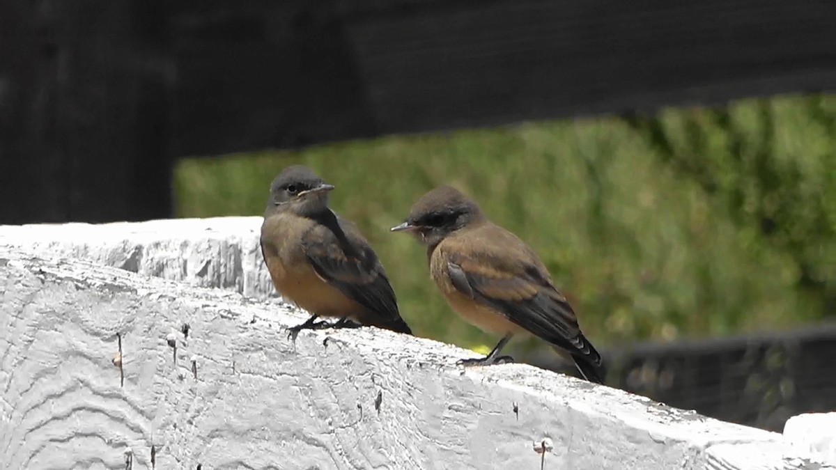 Say's Phoebe - ML574364051