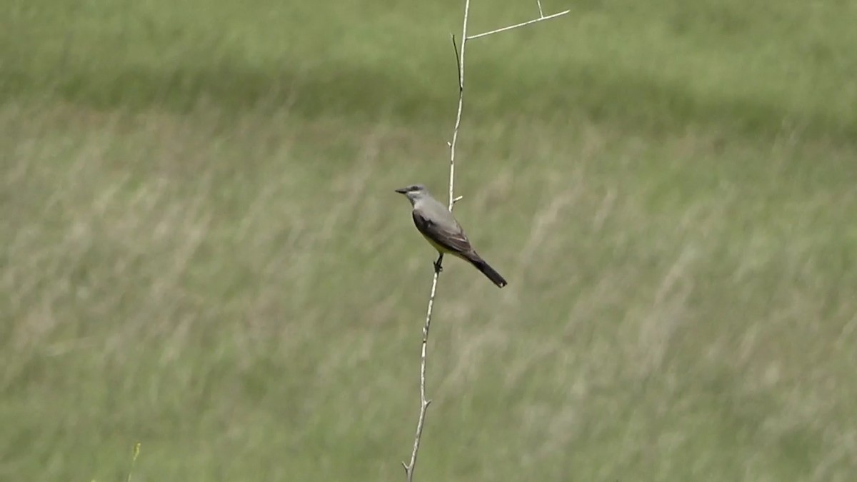 Say's Phoebe - ML574364081