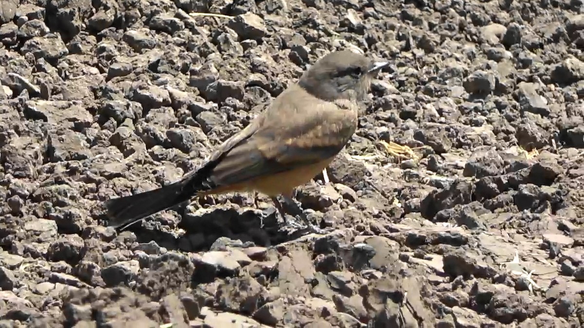 Say's Phoebe - ML574364101