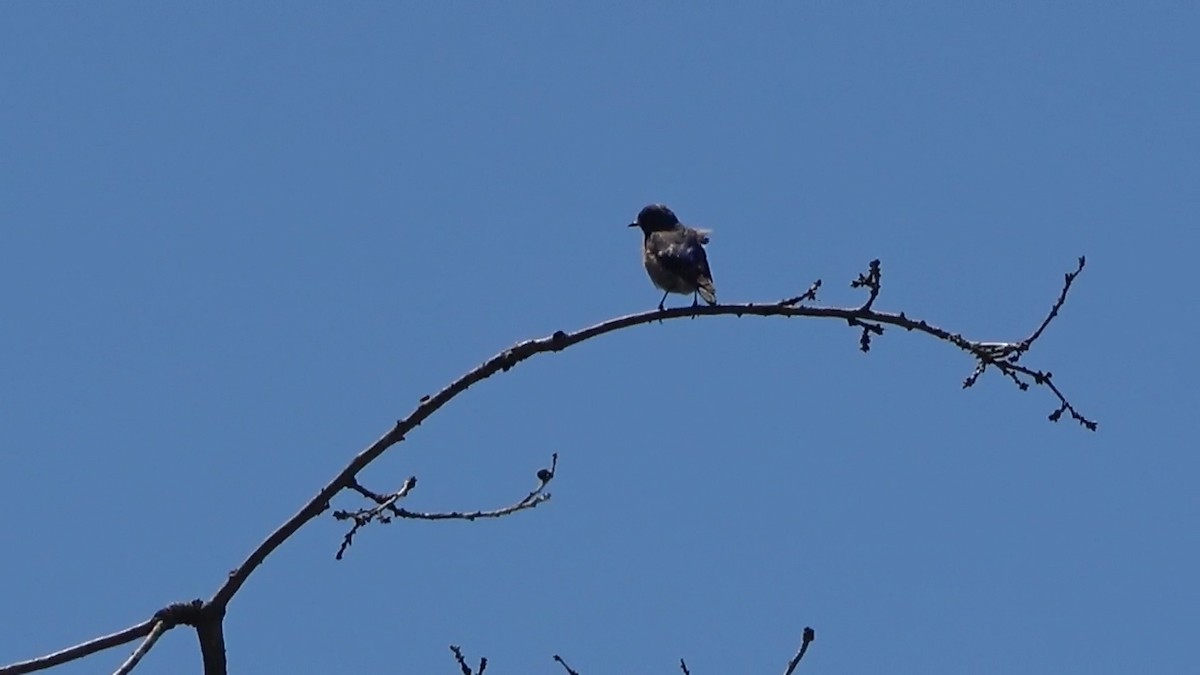 Western Bluebird - ML574364241