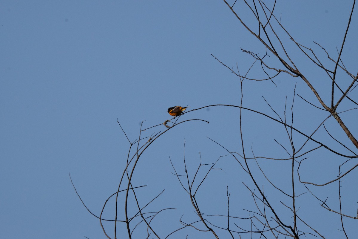 Baltimore Oriole - ML574364271