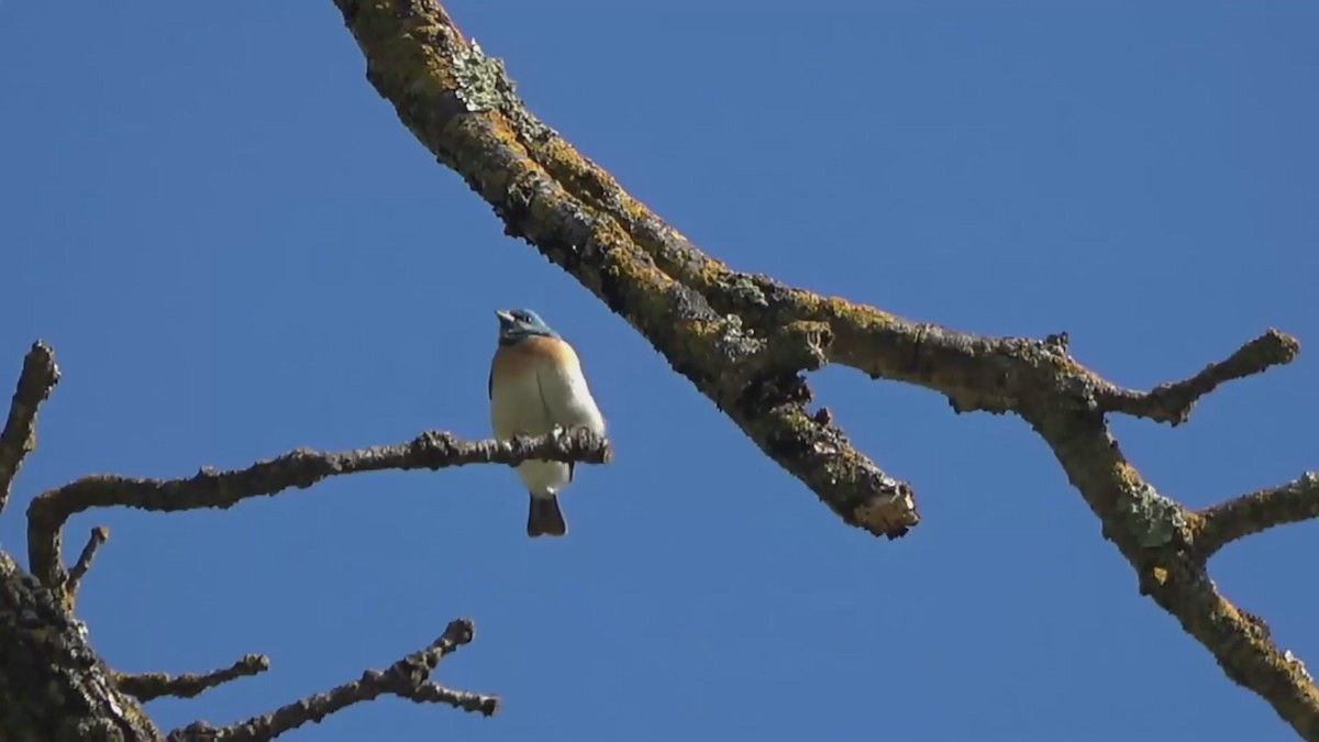 Lazuli Bunting - ML574364571