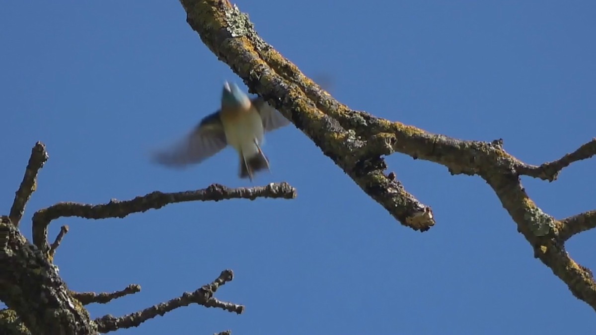 Lazuli Bunting - ML574364581