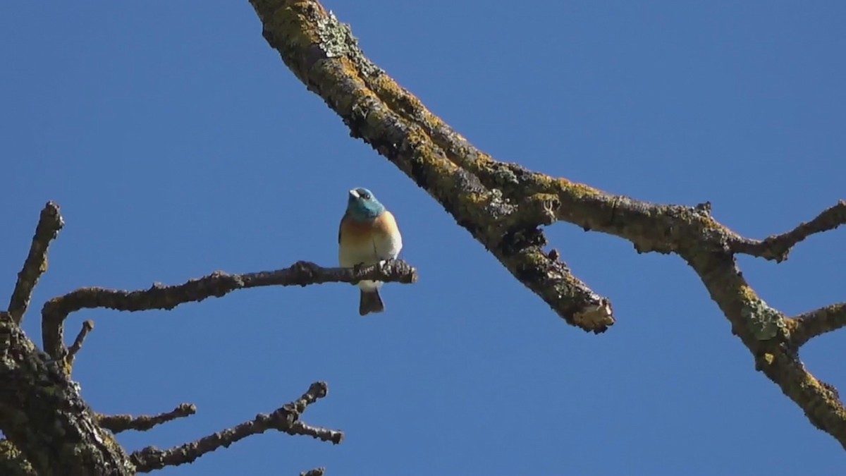 Lazuli Bunting - ML574364591