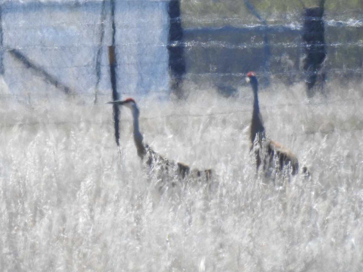 Sandhill Crane - Shane Sater