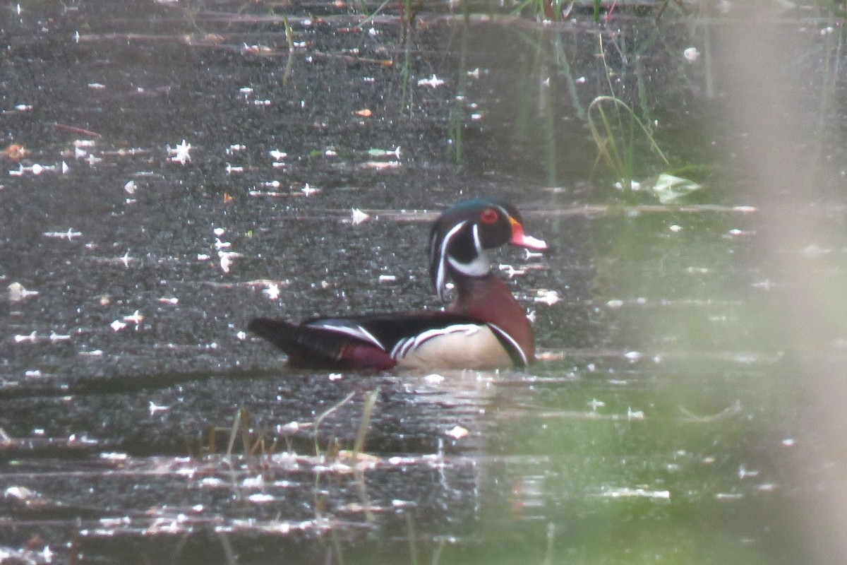 Wood Duck - ML574364761