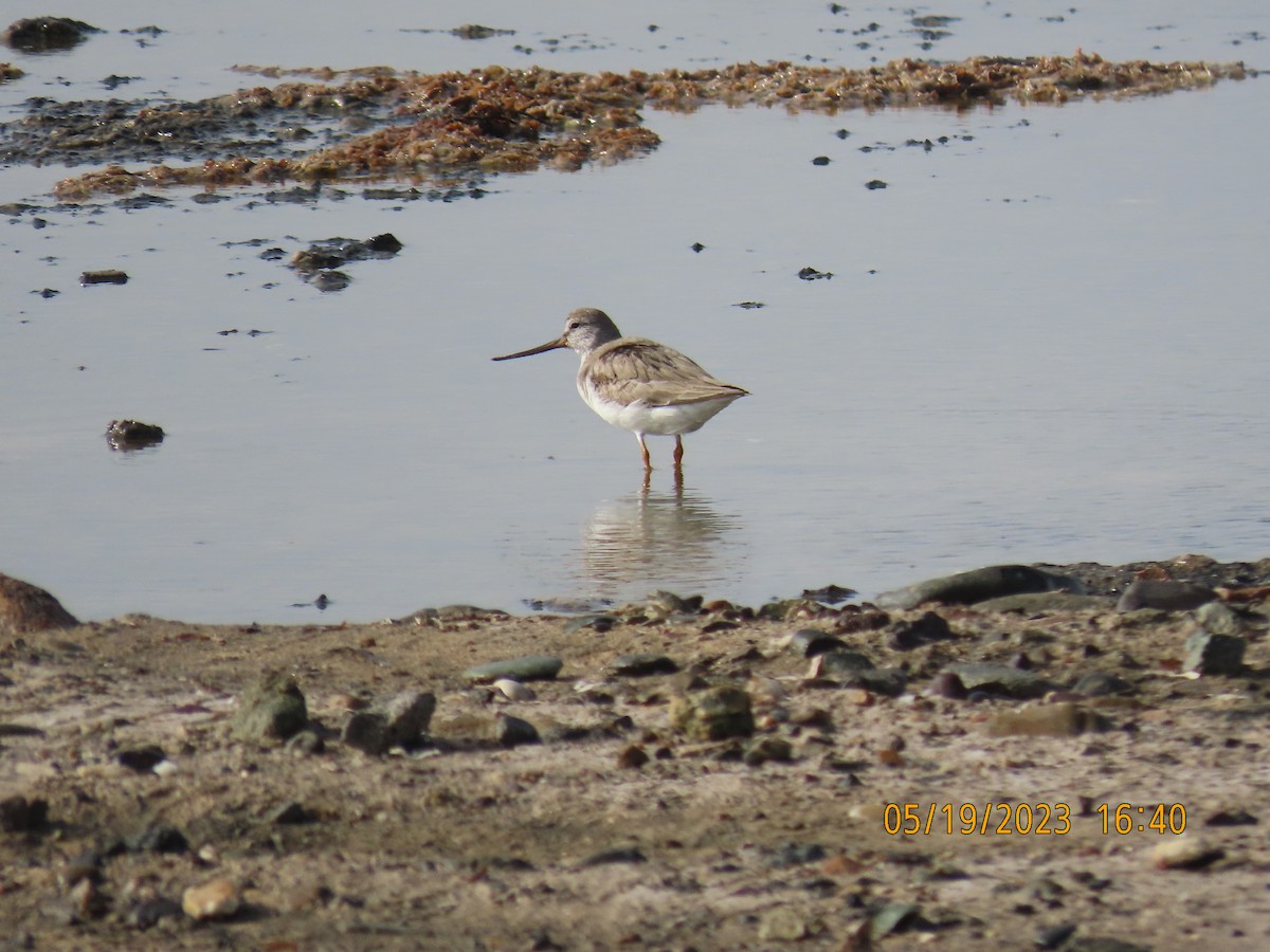 Terek Sandpiper - Ute Langner