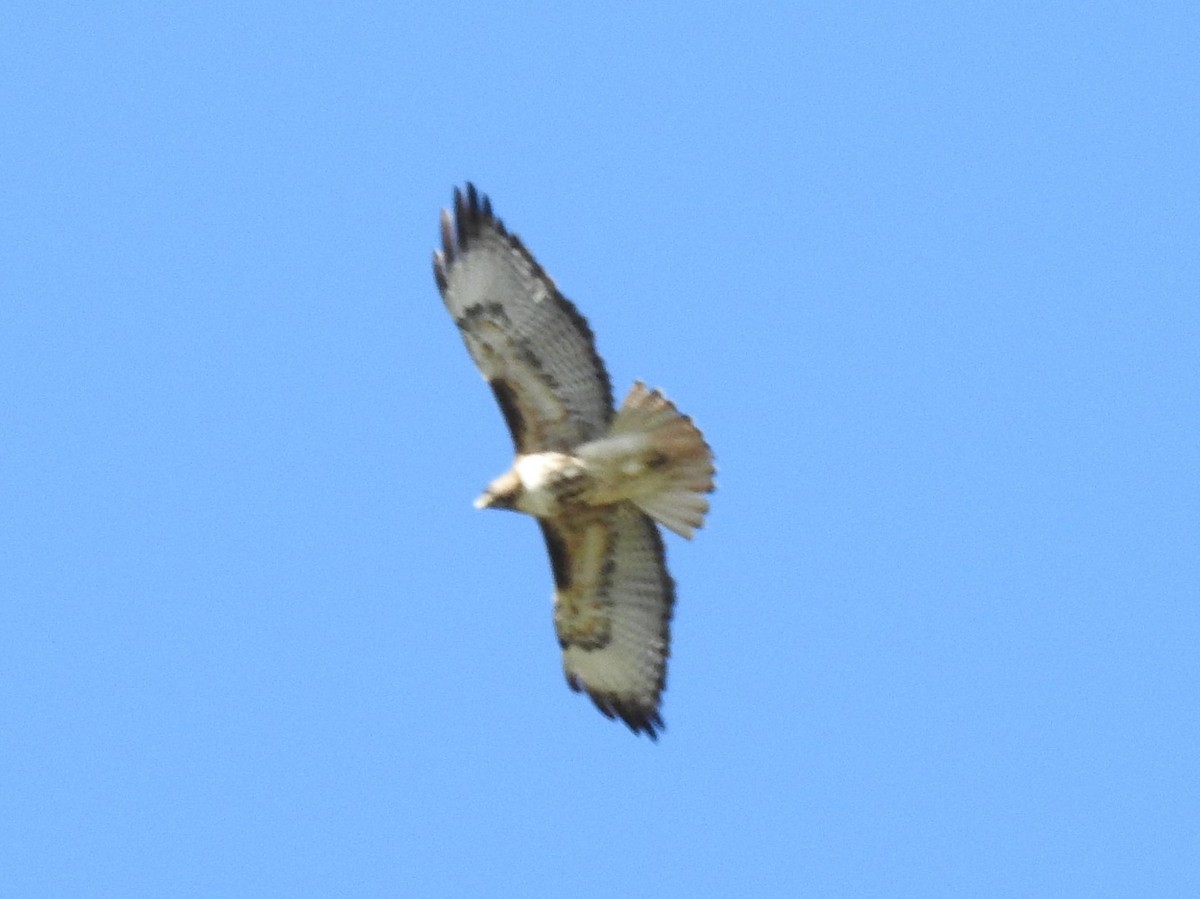 Red-tailed Hawk - Shane Sater