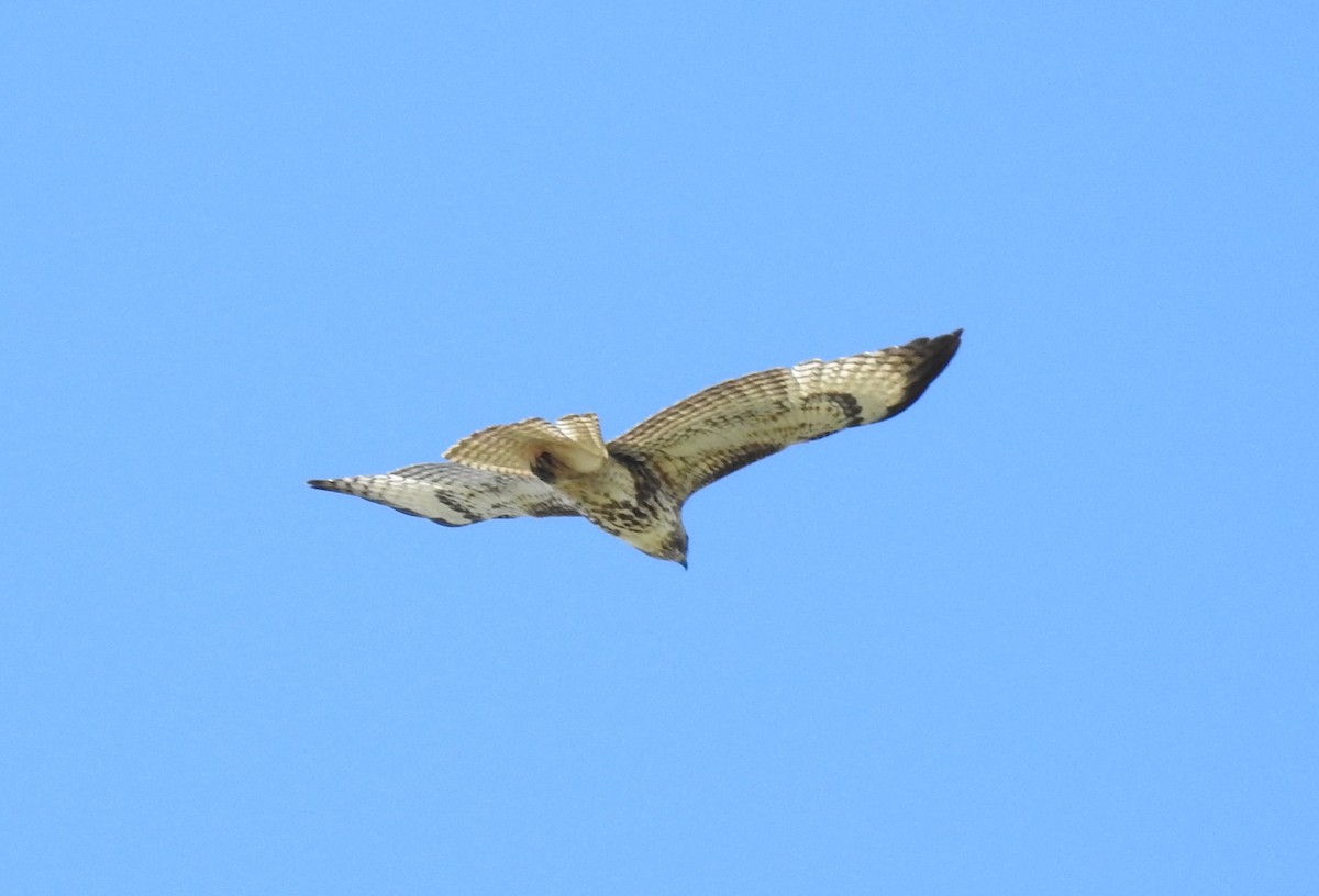 Red-tailed Hawk - Shane Sater