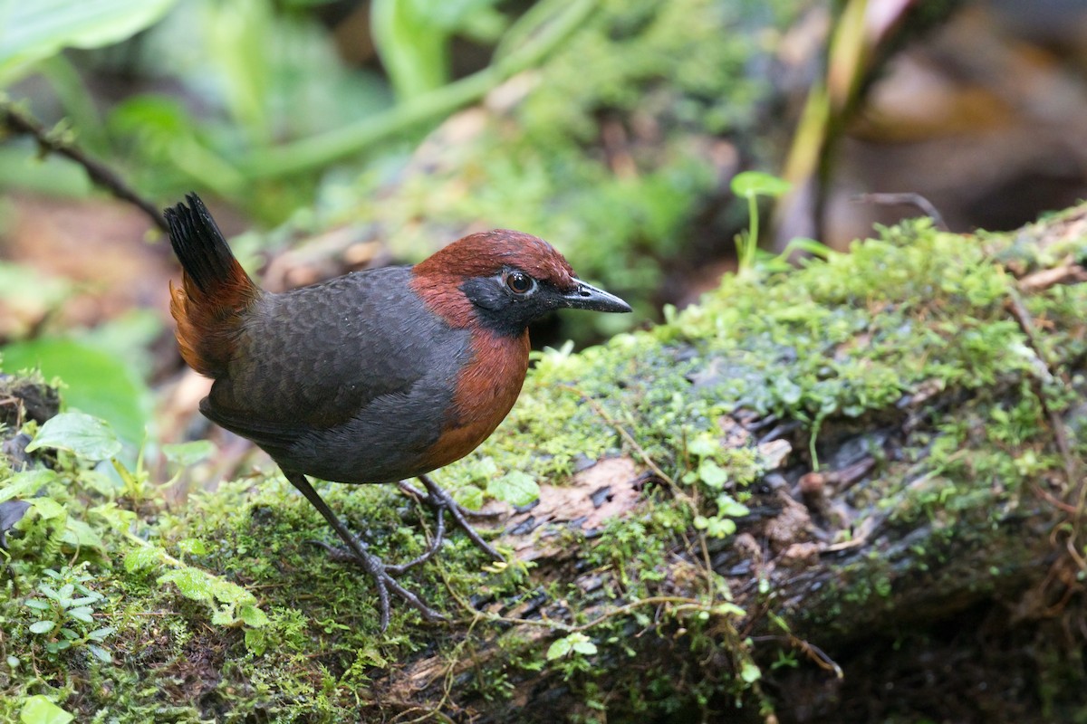 Rufous-breasted Antthrush - Michel Gutierrez